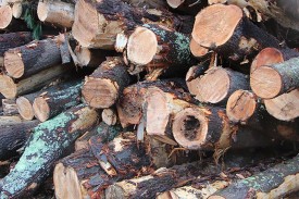 excavator_head.jpg thumbnail