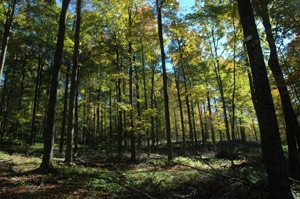 A Forester's Pursuit of Excellence