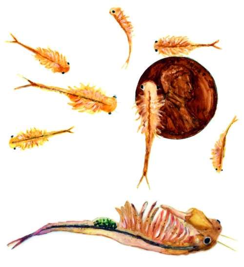 Fairy shrimp