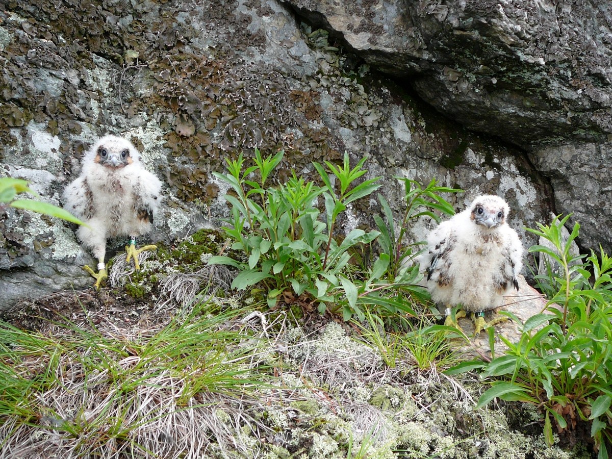 Falcon chicks