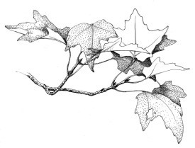 Fall_Color_web.jpg thumbnail