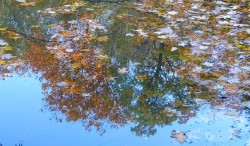 fall_leaves_and_reflections_sm_w.jpg