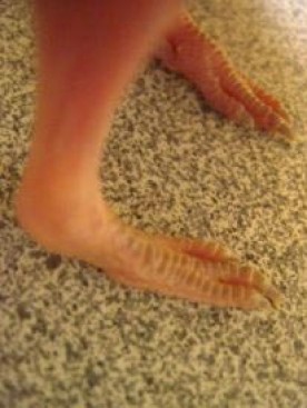 fancy_feet.jpg thumbnail