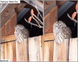 February nature thumbnail