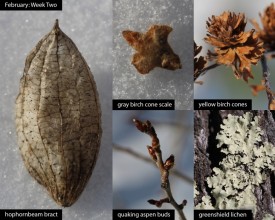 february-week-two-2026.jpg thumbnail