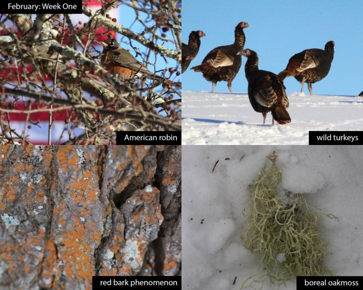 February nature