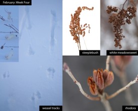 february_week_4_25_rep.jpg thumbnail