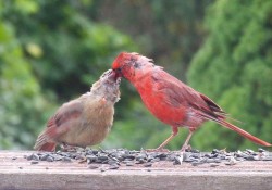 feedingcardinalscrop_17.jpg