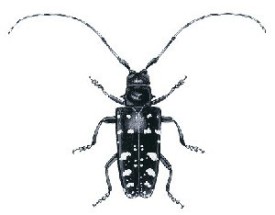 female_beetle.jpg thumbnail
