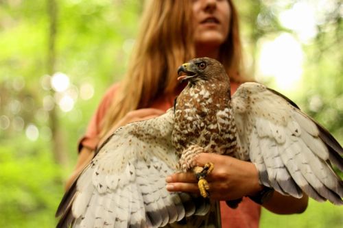 Broadwing hawk