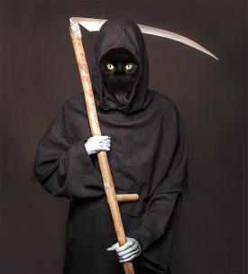 Feral_Cats_1.jpg thumbnail