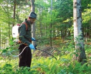 Got Fern? Controlling Native Invasive Plants thumbnail