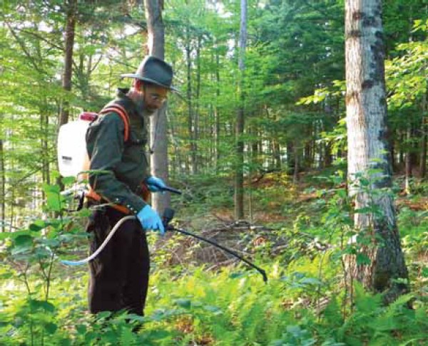 Got Fern? Controlling Native Invasive Plants