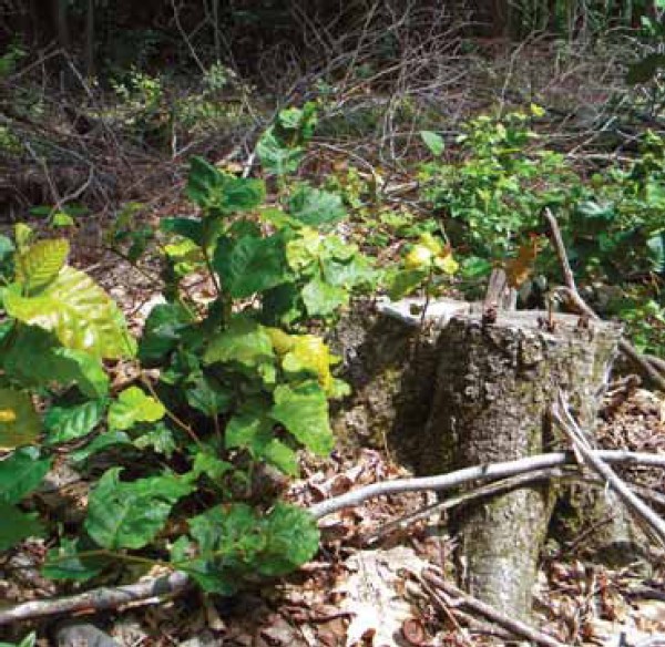 Got Fern? Controlling Native Invasive Plants