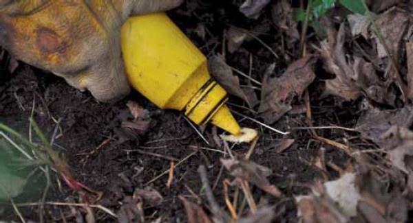 Got Fern? Controlling Native Invasive Plants