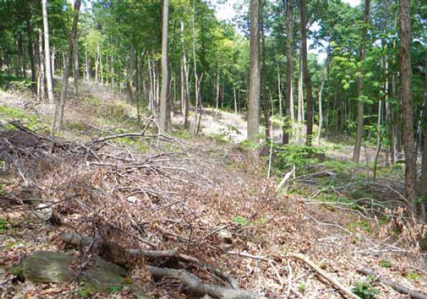 Got Fern? Controlling Native Invasive Plants