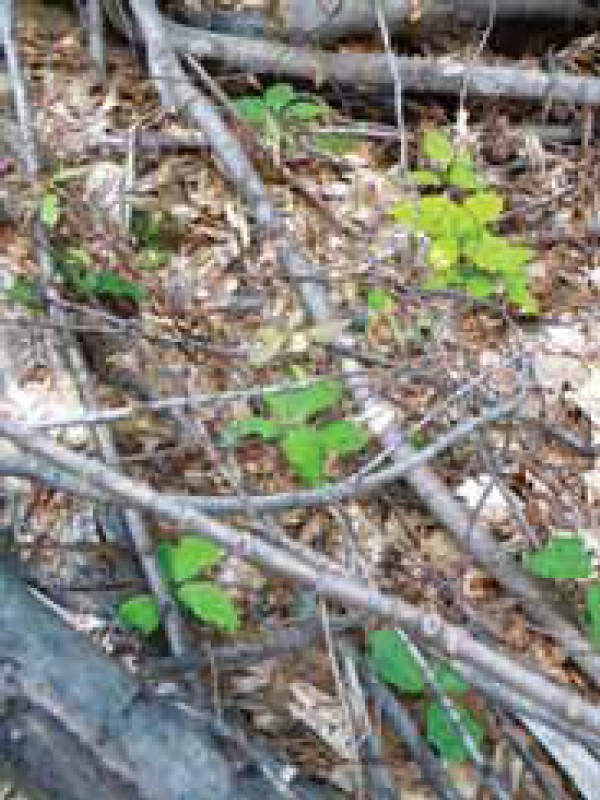 Got Fern? Controlling Native Invasive Plants