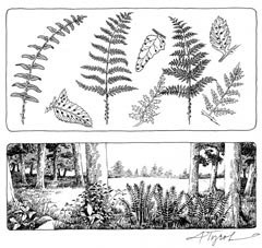 Ferns: World Travelers and Visual Delights thumbnail