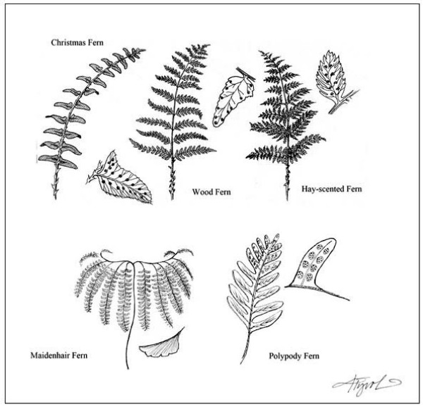 Fabulous Forest Ferns