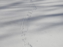 River otter Photo: Robin Feustel