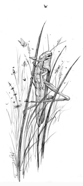 fields_cropped.jpg thumbnail