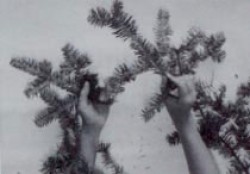 Balsam Brush in Bunches: How to Make a Christmas Wreath Photo: Joseph Mehling