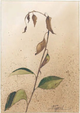 Fire_blight_Page_1_Image_0001.jpg thumbnail