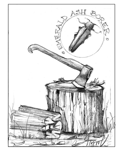 Invasive pests on firewood