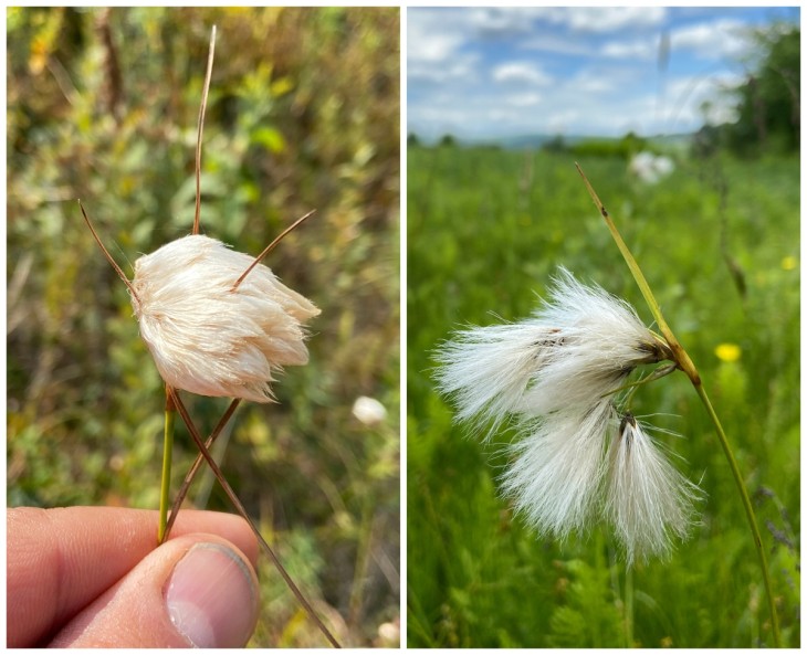 first-cottongrass-collage-w.jpg