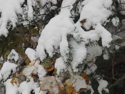 first_snow_lt_jay_18_oct_2015W.jpg