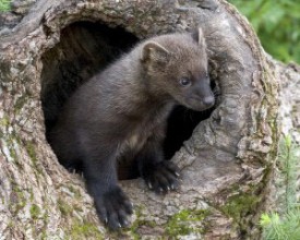 Fisher-1.jpg thumbnail