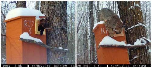 Fisher and bobcat