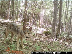 fitzgerald_coyote_w.jpg