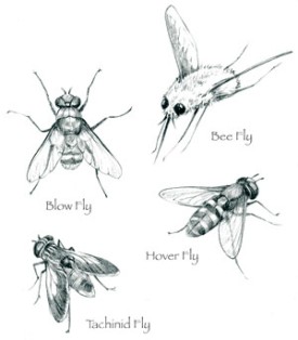 Flies_cropped.jpg thumbnail