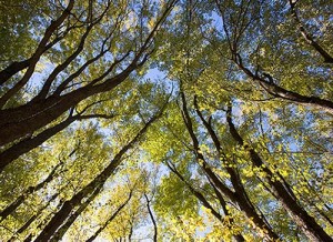 Floodplain Forests: Resurgence of a Long Lost Ecosystem thumbnail