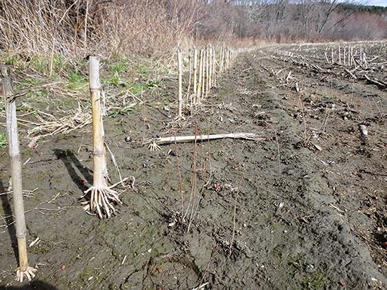 Floodplain Forests: Resurgence of a Long Lost Ecosystem