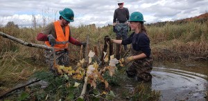 Building Beaver Dam Analogs to Restore Watersheds thumbnail