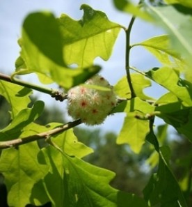 fluffy.jpg thumbnail