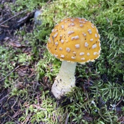 Fly agaric cover  by Meghan McCarthy McPhaul