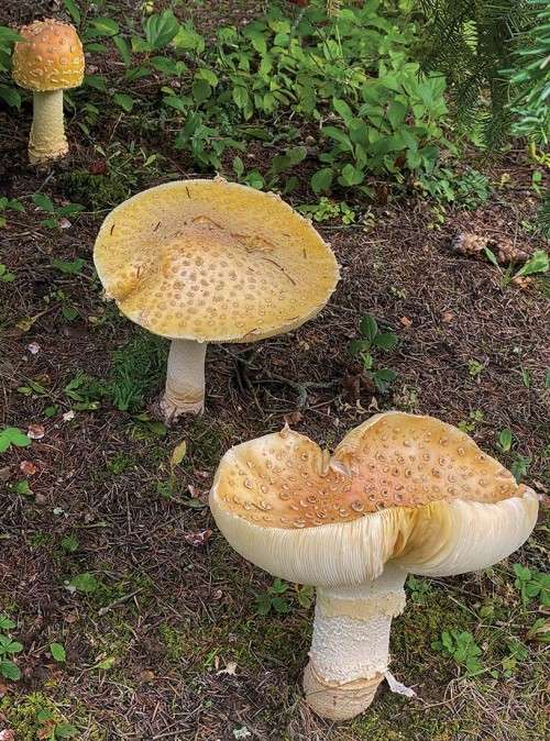 Fly agarics fruiting