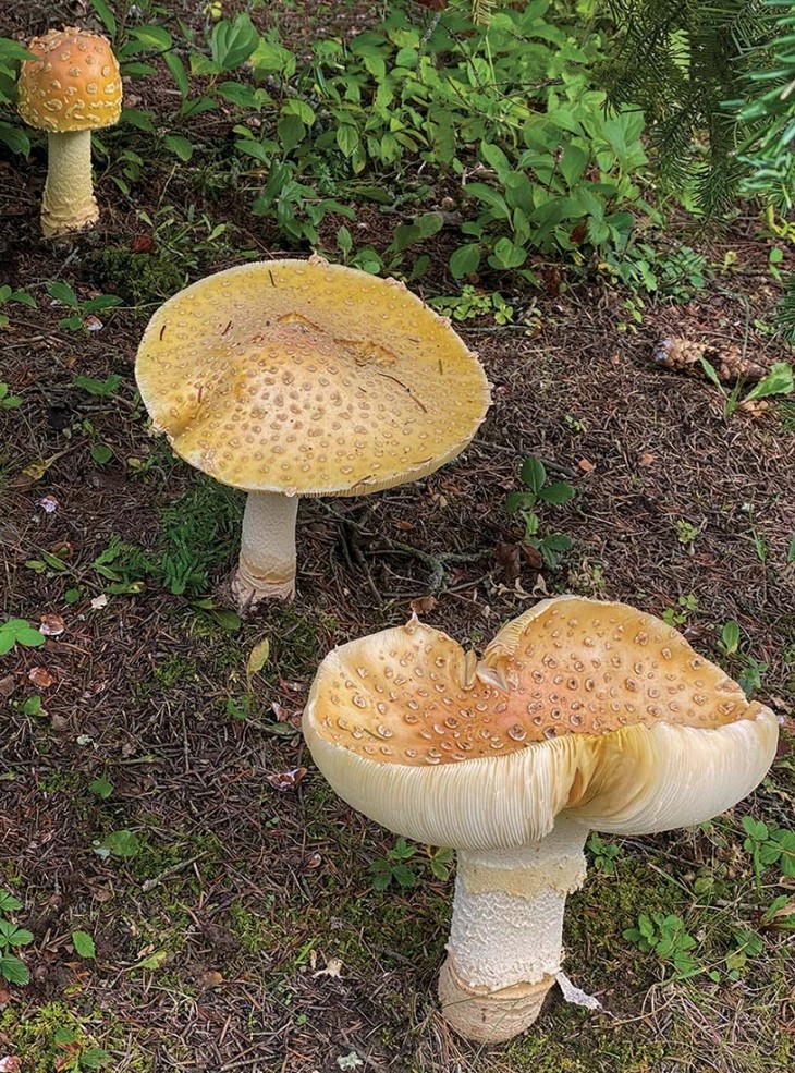 Fly Agarics Fruiting