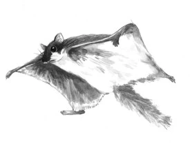 flying_squirrel.jpg thumbnail