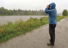 forecast_for_birds.jpg thumbnail