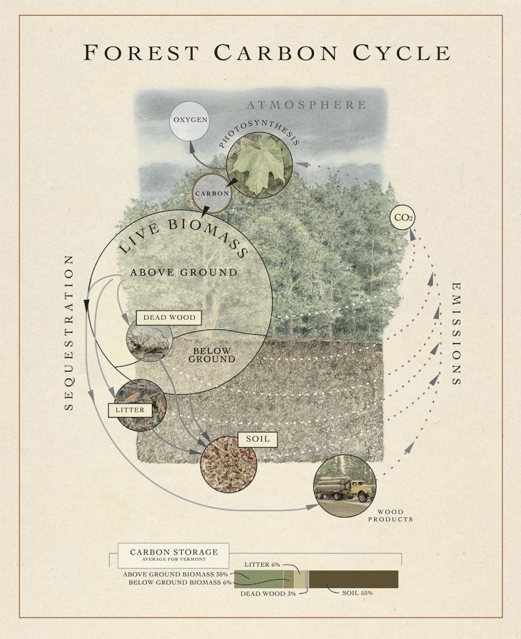 Forest carbon cycle