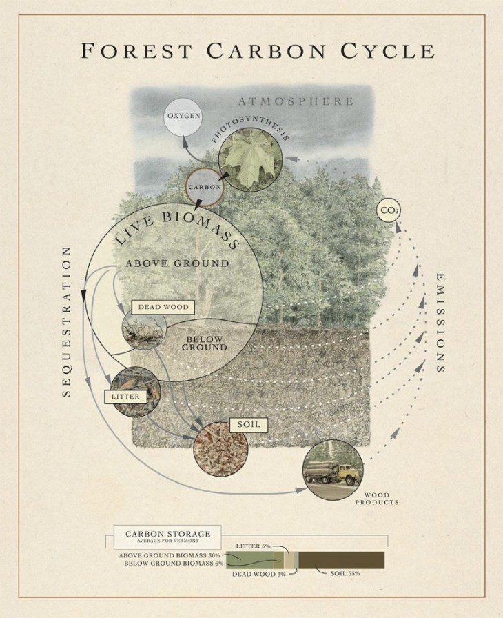 Forest carbon cycle