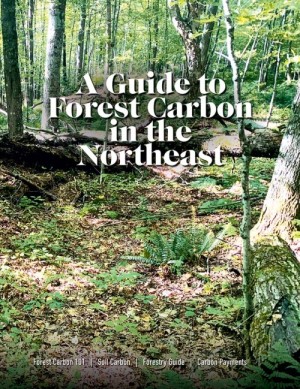 Forest carbon guide thumbnail