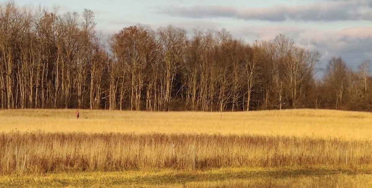 Study Sheds New Light on Forest Edges