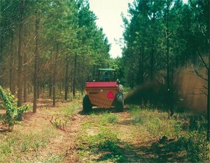 Woods Whys: Can I Fertilize a Forest Like I Fertilize a Garden? thumbnail