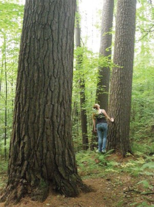 How Can I Tell if My Woods are Old Growth? thumbnail