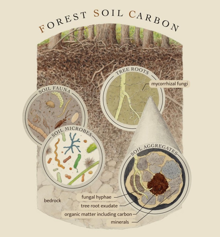 Forest soil carbon graphic